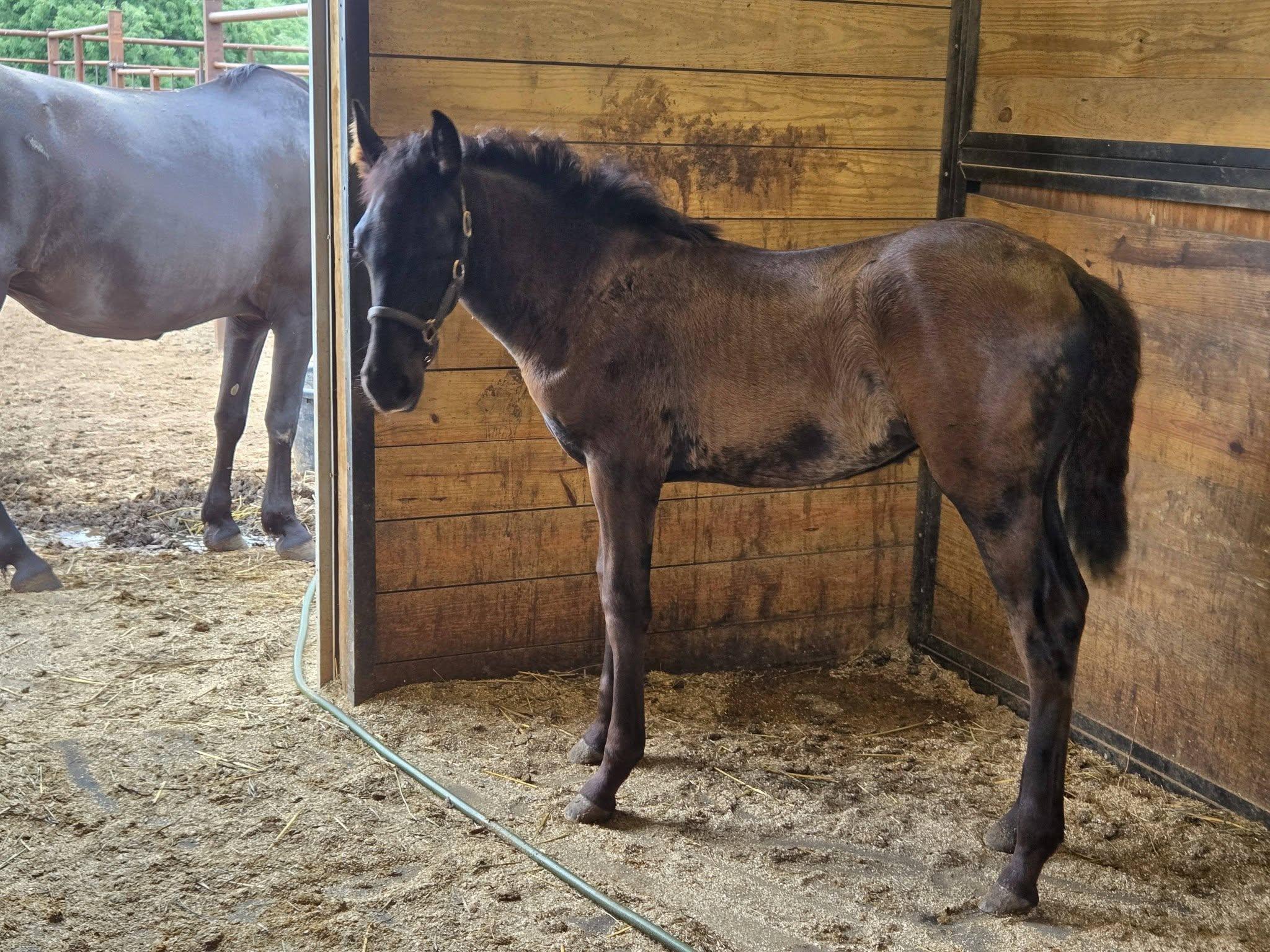 Ashs Precious Bandita — photo 1