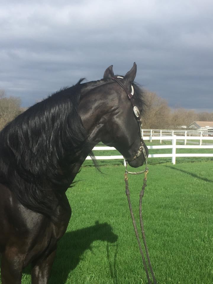 BAM Whispering Breeze
